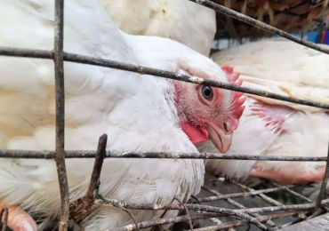 Ekveera Chicken